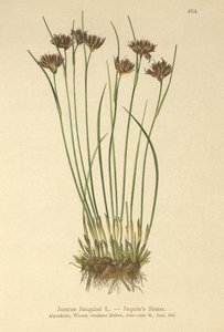 Jacquins Rush (Juncus Jacquini) af German School
